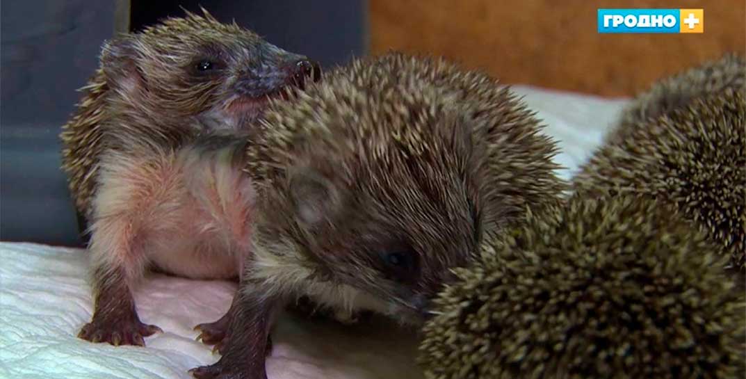 В Гродненском зоопарке выхаживают крошечных ежат, мама которых трагически погибла