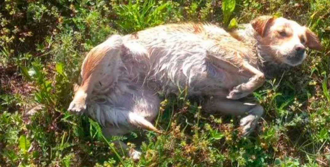 Рядом лежал мешок с дыркой: в Сморгони сотрудники МЧС спасли пса, которого, вероятно, хотели утопить