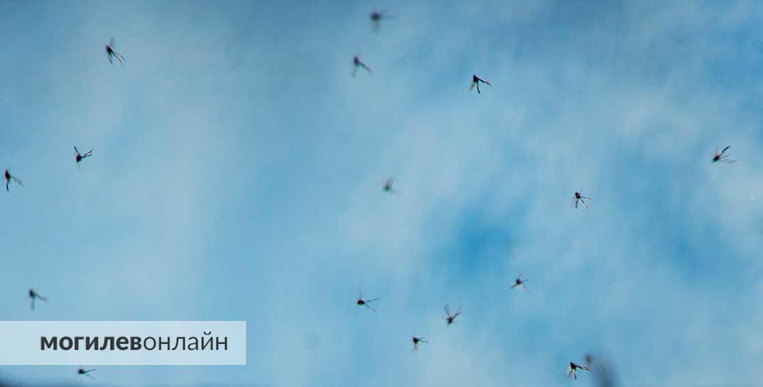 Ученые рассказали, почему одних людей комары кусают больше, других — меньше