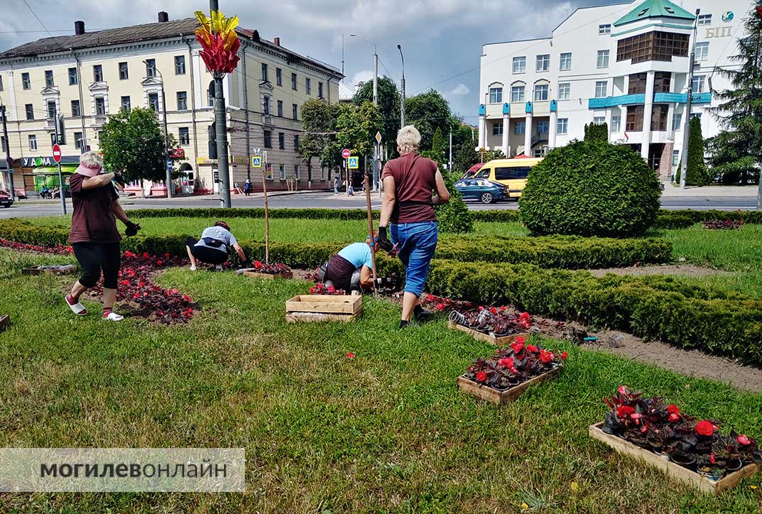 Посмотрите, сколько цветов украшает Могилев! И это высадили далеко не всё
