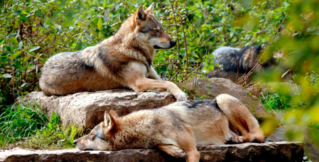 В Дятловском районе на частное подворье совершила налет семья волков