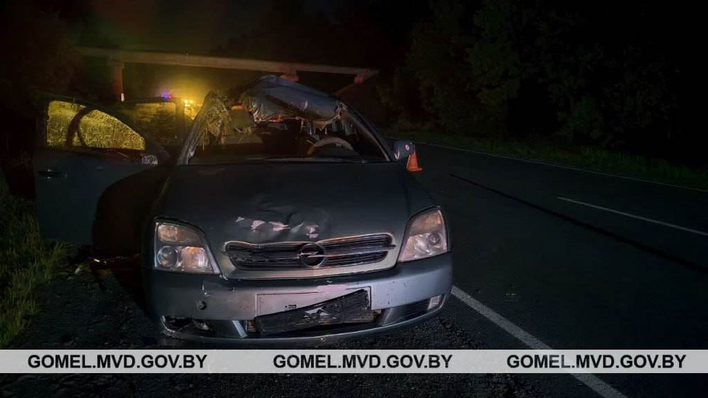 В Житковичском районе автомобиль влетел в лося. Женщина и 6-летняя девочка — в реанимации