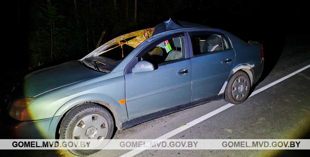 В Житковичском районе автомобиль влетел в лося. Женщина и 6-летняя девочка — в реанимации