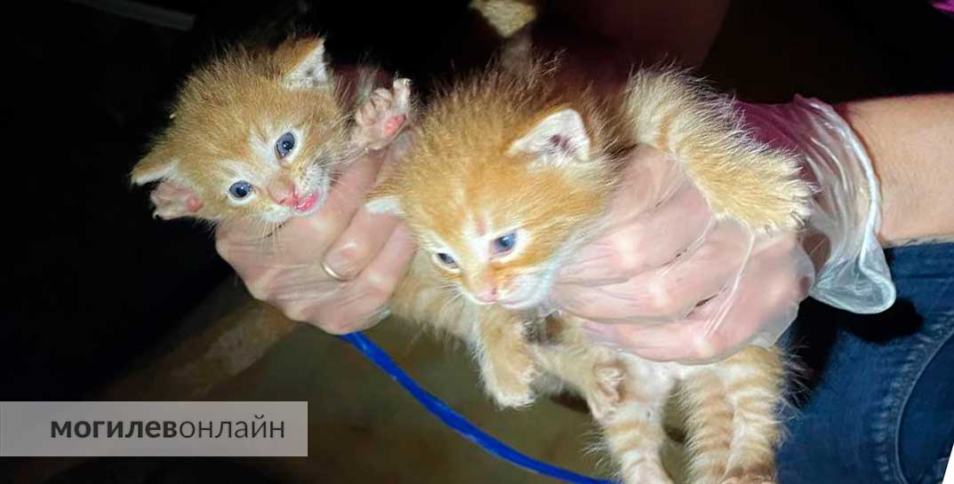 В сыром и грязном подвале с крысами выживает мама-кошка с потомством — очередные жертвы безответственности людей