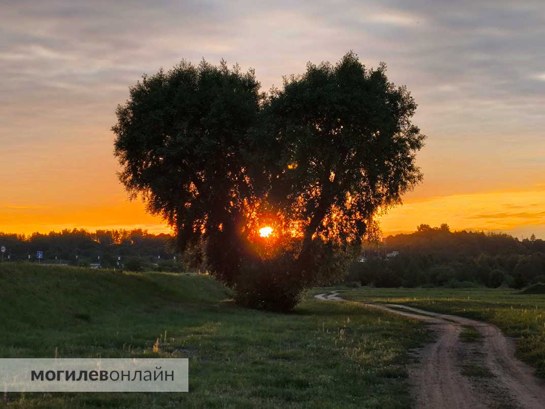 Посмотрите, какое «дерево любви» растет в Могилеве