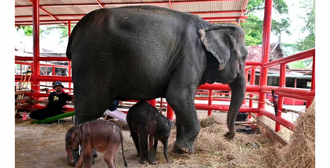 «Вероятность — меньше 1%». В Тайланде слониха родила близнецов, но была «не готова» к двойне и напала на второго ребенка