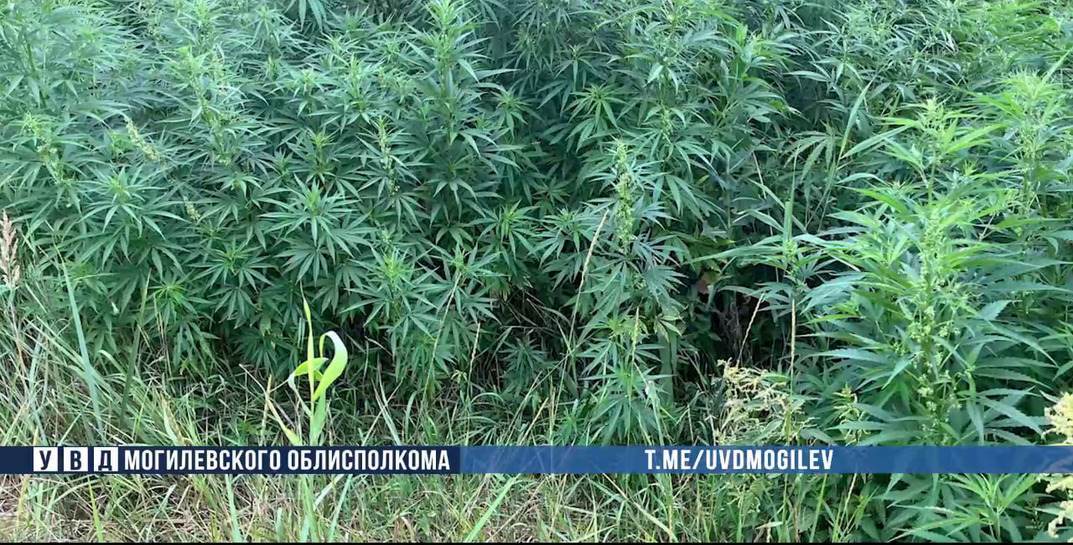 В Бобруйске милиционеры уничтожили 3,5 тонны дикорастущей конопли