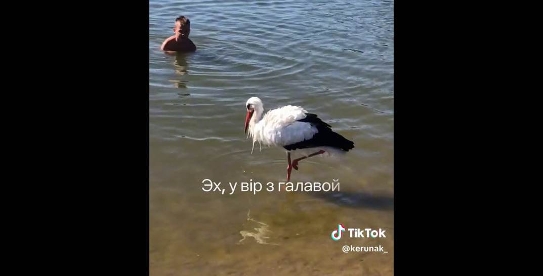 В TikTok расходится видео с купанием аиста в озере. Ролик собирает и просмотры, и позитивные комментарии