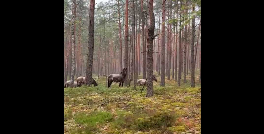 Неожиданно. В белорусских лесах живут дикие лошади
