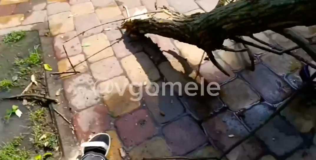 «Вокруг было около 40 детей. Хорошо, что никого не убило». На гомельчан, отдыхавших в сквере, упало дерево