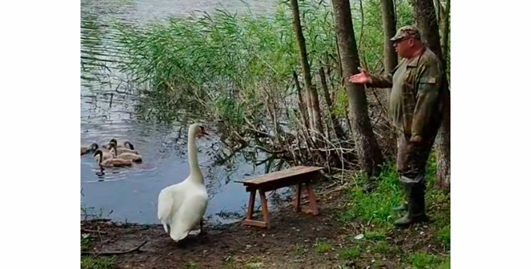 «Мне скамейку забрать надо. Ты русский язык понимаешь? Иди вон к детям!» — белорусские лебедь и рыбак не поделили скамейку у озера. Посмотрите на их «разборки»