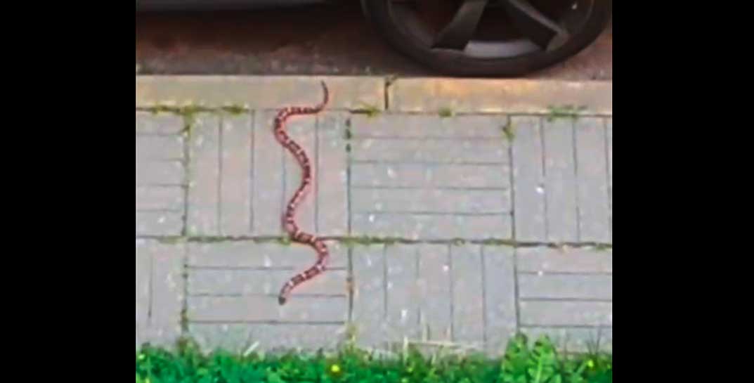 В Минском дворе заметили экзотическую змею. Что за она и как поступили с рептилией?