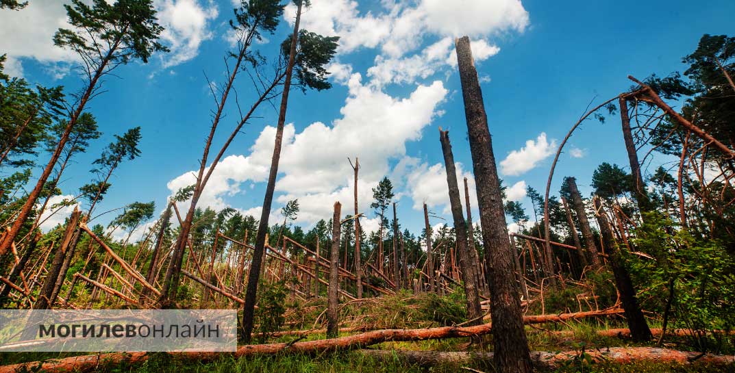 В Беларуси установили сроки ликвидации последствий урагана