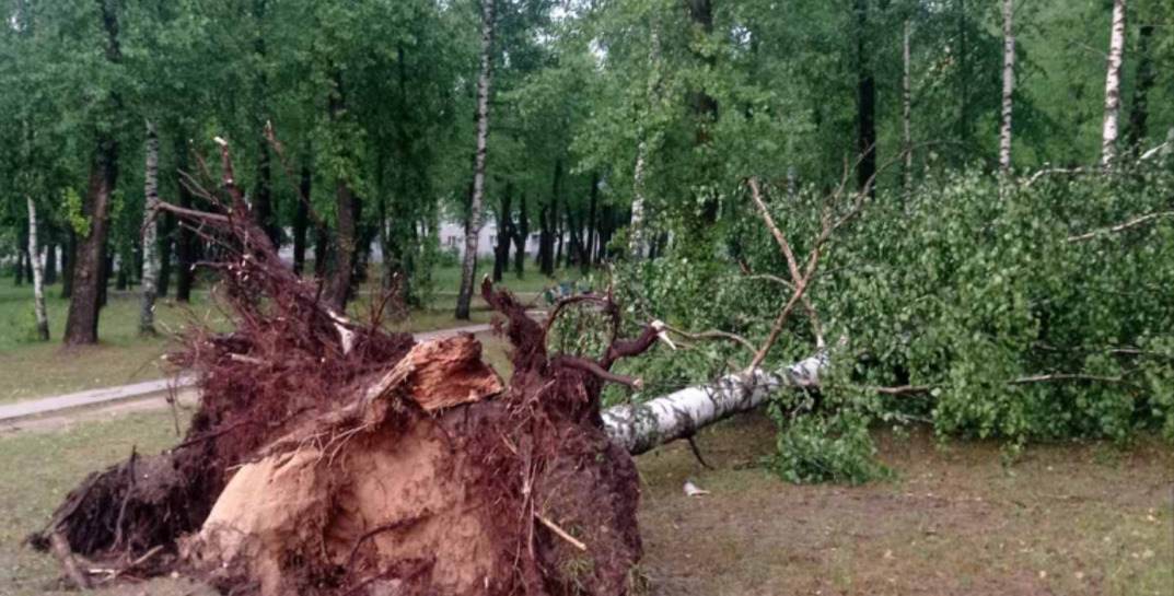 Непогода унесла еще одну жизнь… Упавшее дерево насмерть придавило ребенка в Могилевском районе