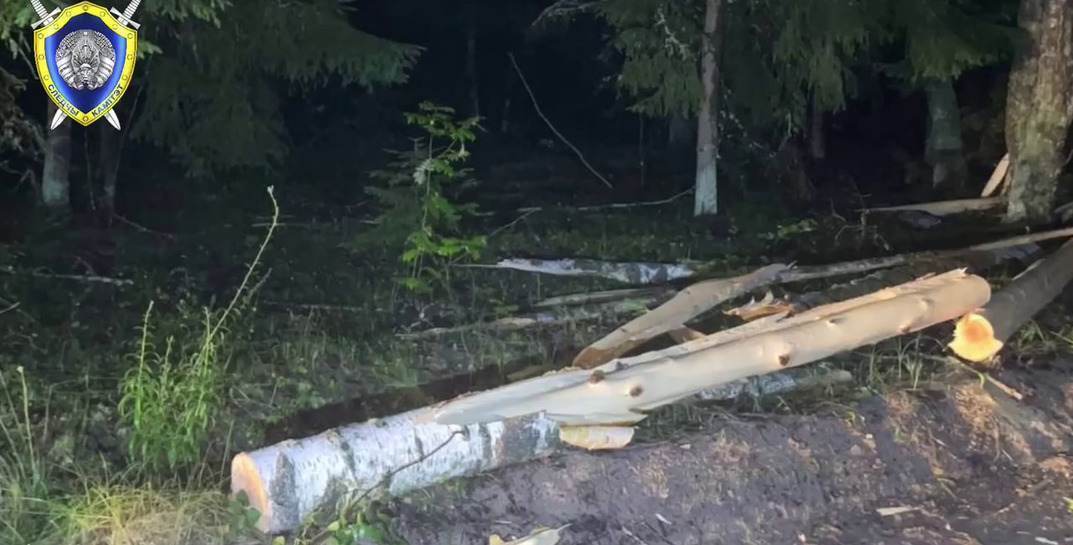 СК показал кадры с места трагедии в Могилевском районе, где дерево насмерть придавило 5-летнюю девочку