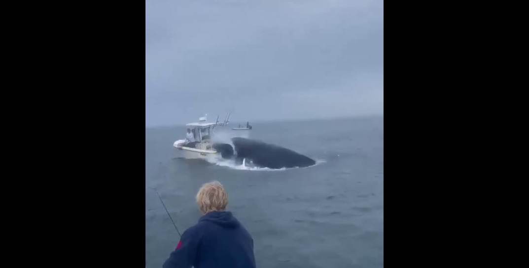 В США вынырнувший из воды кит перевернул лодку с рыбаком