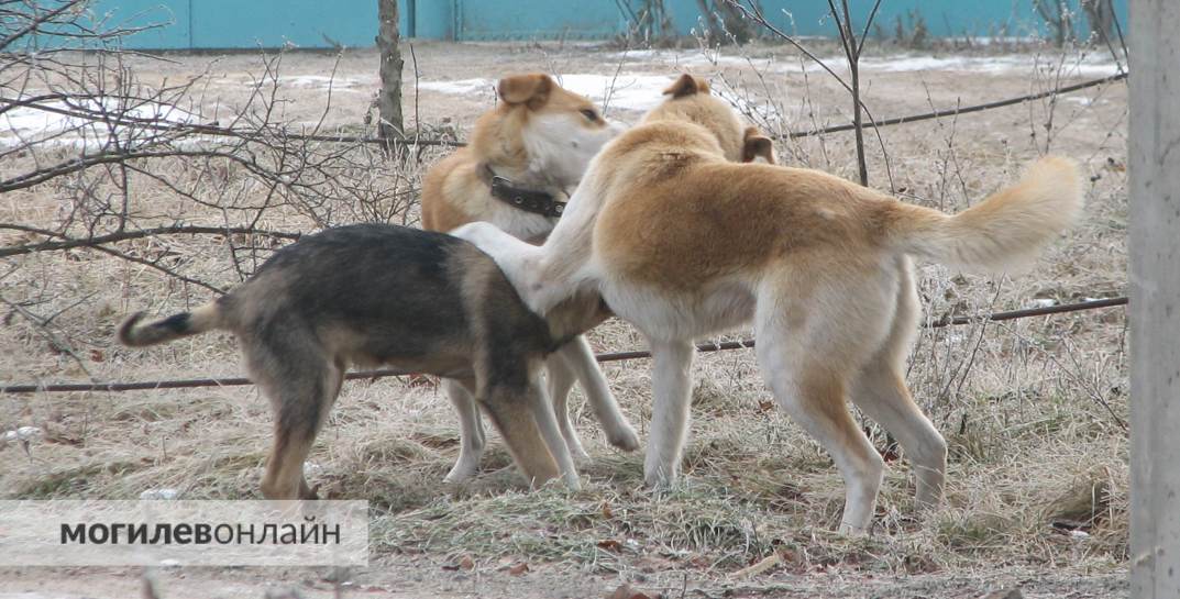 В Узденском районе стая бродячих собак держит в страхе несколько садовых товариществ