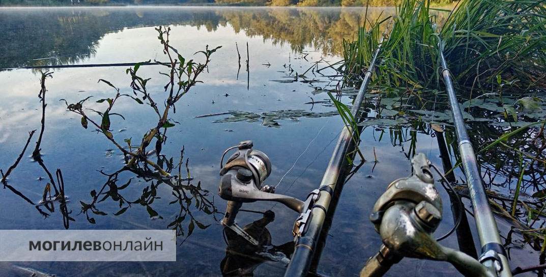 Вес сазана 11 кг — посмотрите, какую рыбу поймал рыбак на Днепре в Могилевском районе