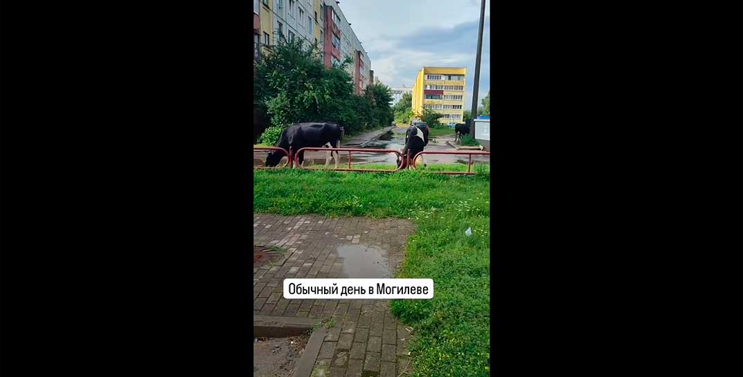 К лошадям мы уже привыкли. На этот раз в Могилеве сняли на видео коров