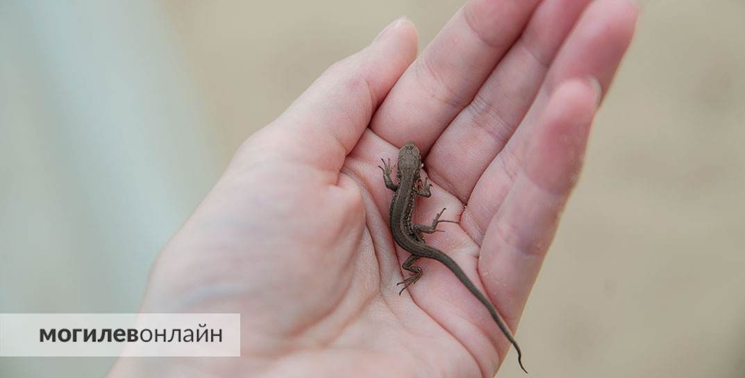 Все ближе к +30. Погода в Могилеве на воскресенье, 7 июля