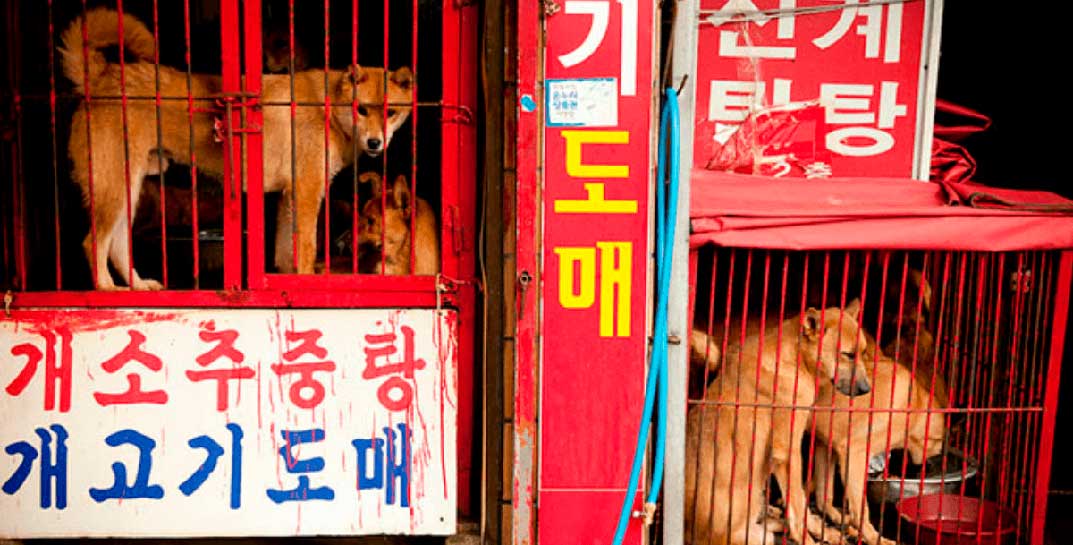 Волонтеры бьют тревогу: по белорусским чатам расходится информация о шеф-поваре корейской кухни, который «ищет любых собак»