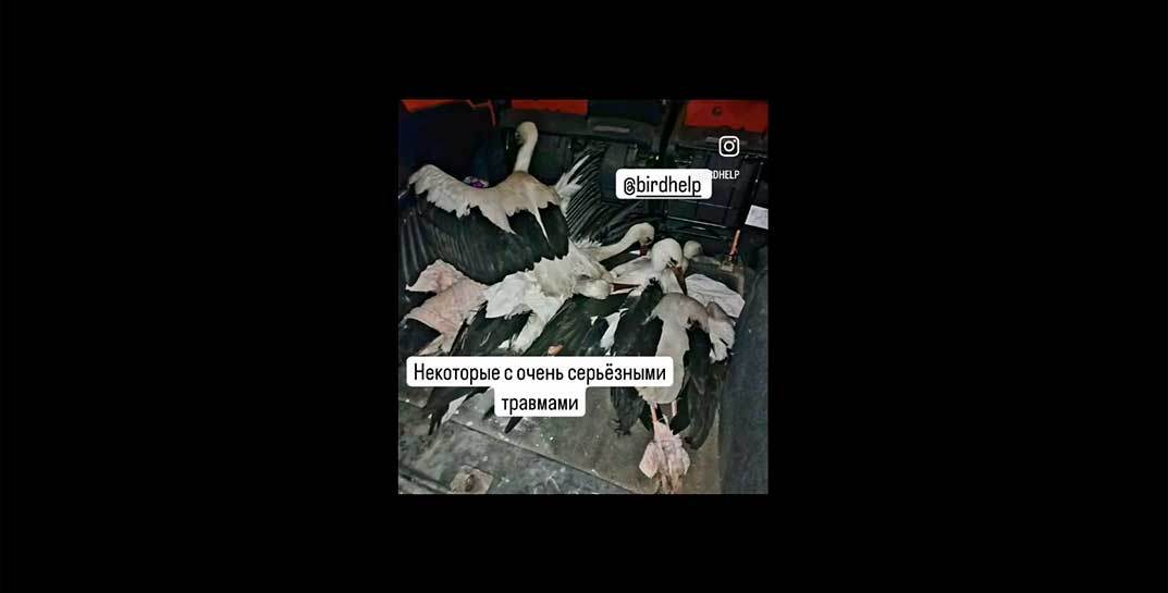 После урагана приюты для диких животных и птиц буквально завалены травмированными аистами