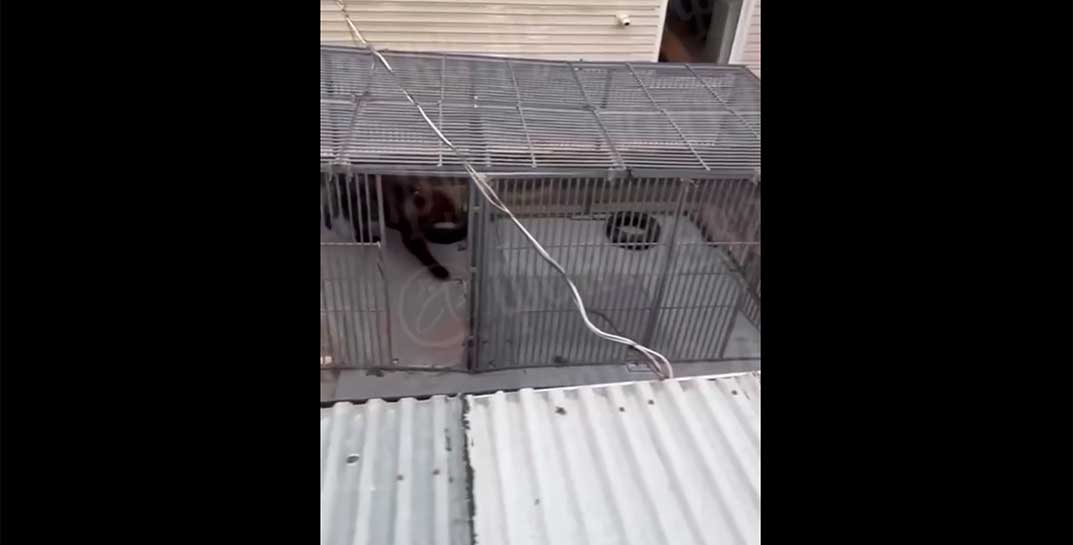 Под Петербургом медведь убил хозяйку: животное жило на участке у дрессировщицы