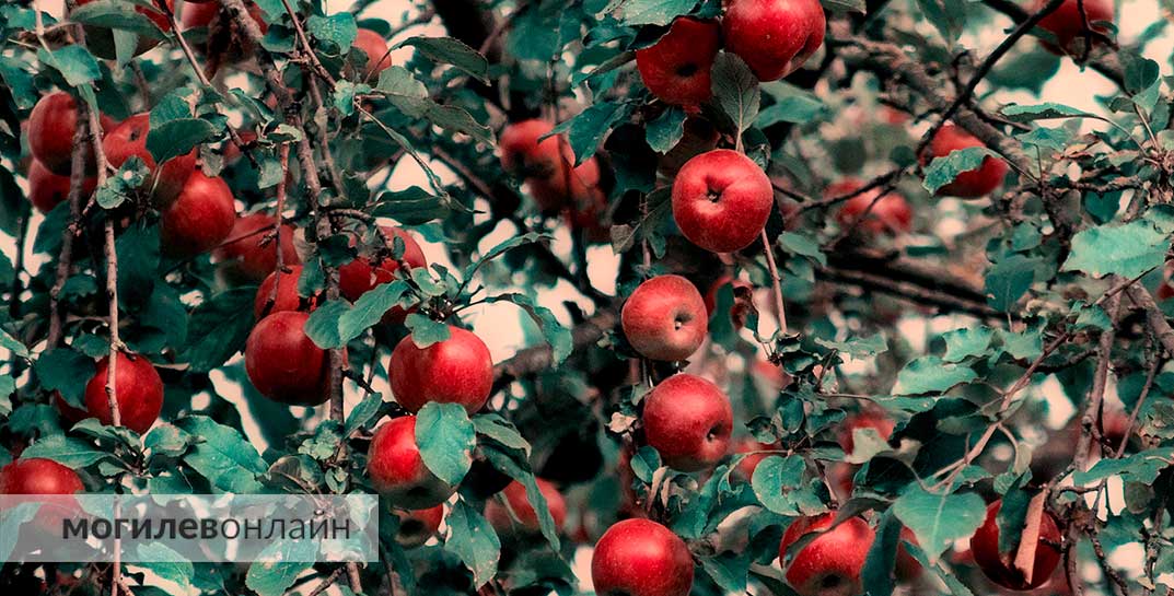 Белорусам рассказали, можно ли рвать соседские яблоки, если ветка чужого дерева свисает на участок