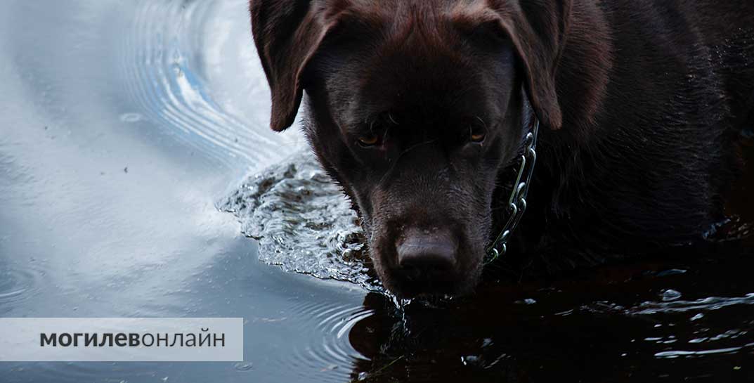 В Гомеле мужчина утонул в заливе Сожа, спасая свою собаку, которая запуталась в водорослях