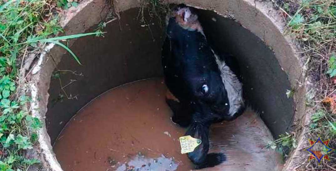 В Полоцком районе корова упала в канализацию. МЧС показало, как спасали животное