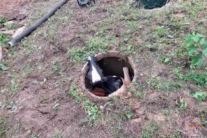 В Полоцком районе корова упала в канализацию. МЧС показало, как спасали животное