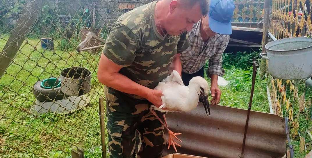 В Бобруйском районе обрушилось гнездо с четырьмя аистятами. Малыши пострадали, но им помогли люди