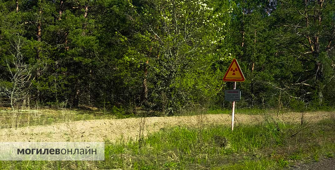 В Могилевской и Гомельской областях нашли радиоактивные грибы, ягоды и мясо диких животных