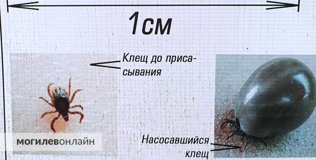 Санэпидемиологи: каждый пятый клещ в Могилевской области инфицирован Лайм-боррелиозом