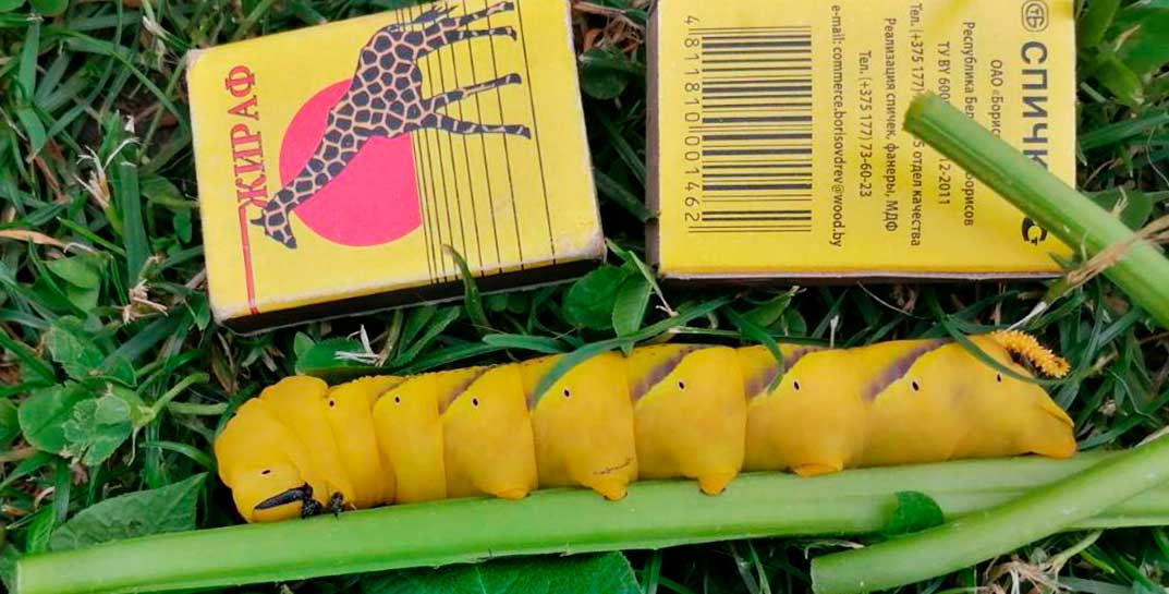 В Солигорском районе «засветилась» 11-сантиметровая гусеница. Она превратится в редкую для Беларуси бабочку