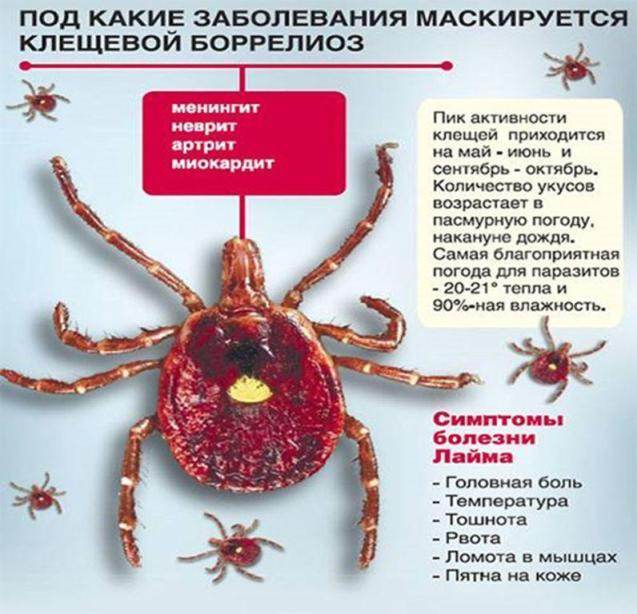 Санэпидемиологи: каждый пятый клещ в Могилевской области инфицирован Лайм-боррелиозом
