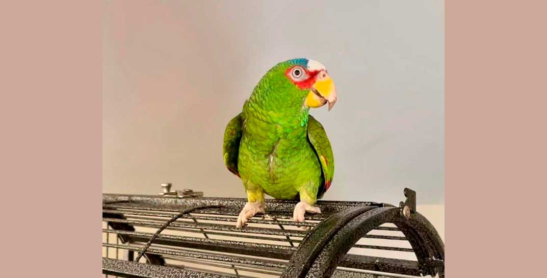 В приюте Нью-Йорка появился попугай, который ругается матом. Забрать птицу захотели 400 человек