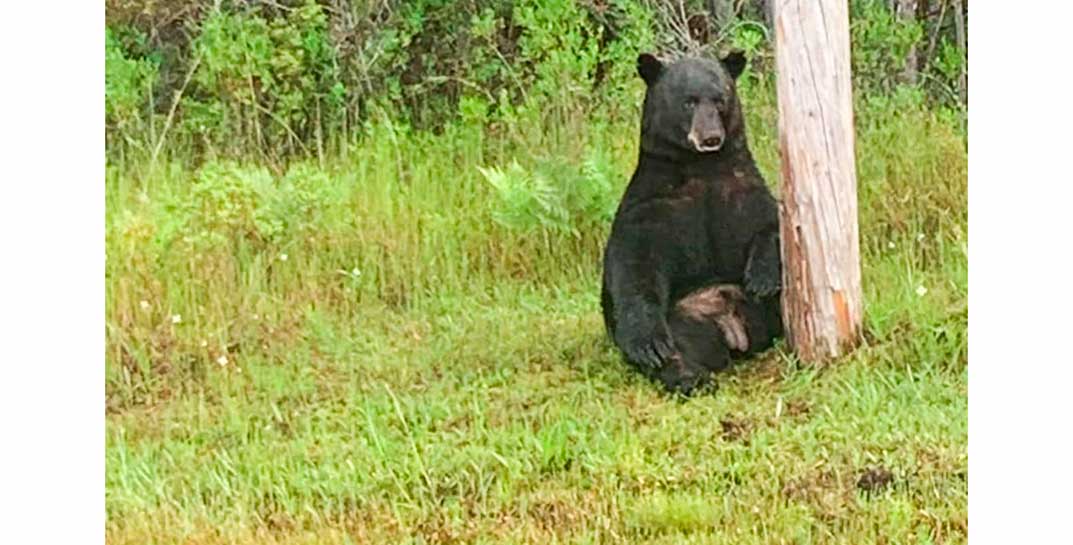 Во Флориде заметили депрессивного медведя — полиция просит не фотографироваться с ним и не кормить его