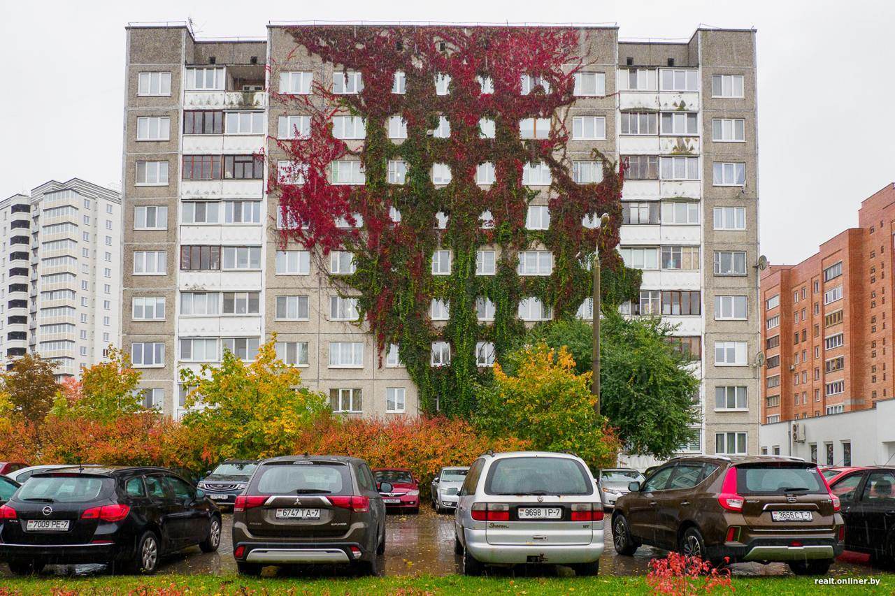 Виноградник на минской панельке