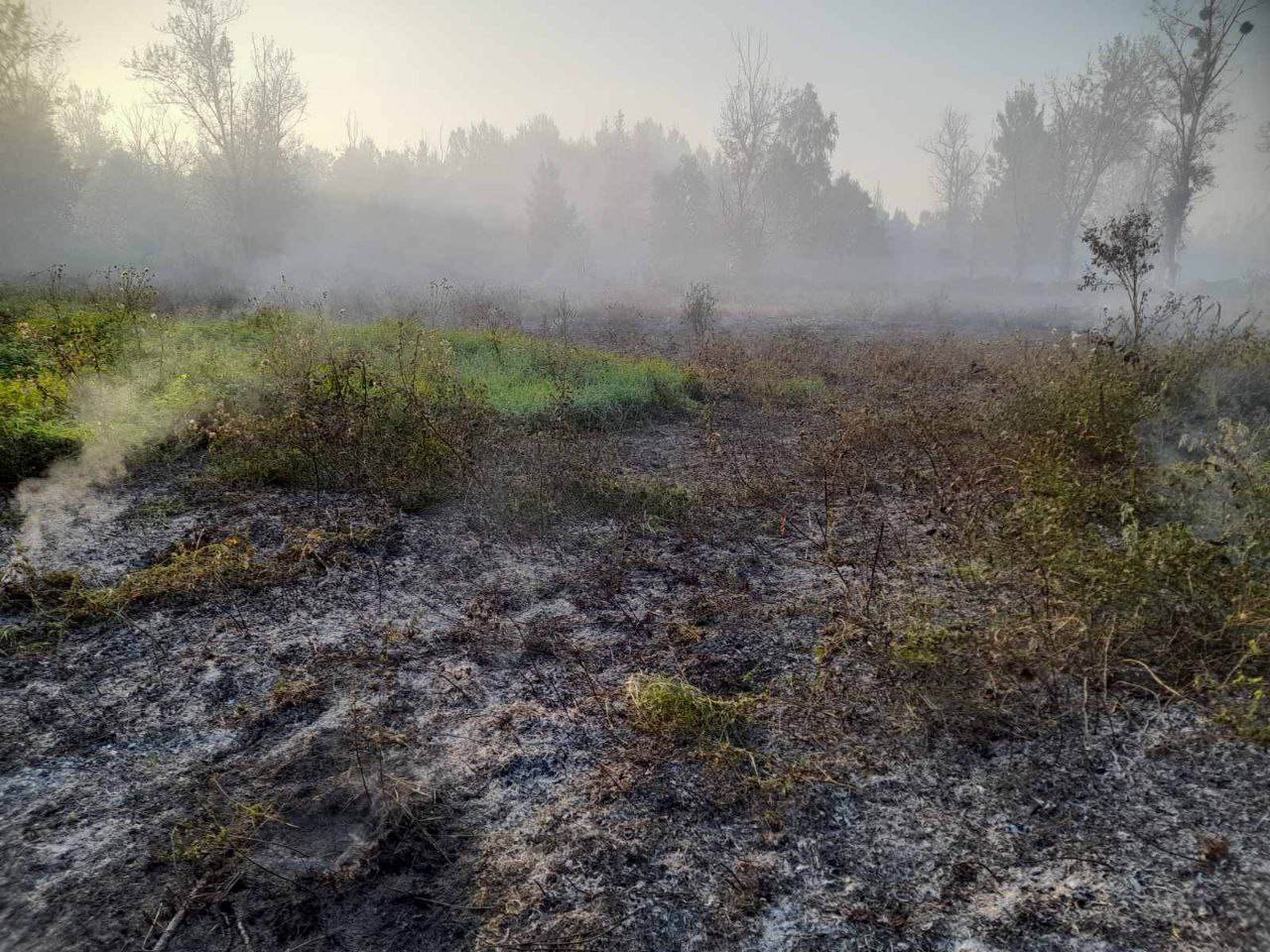 Лесной пожар в Бобруйском районе