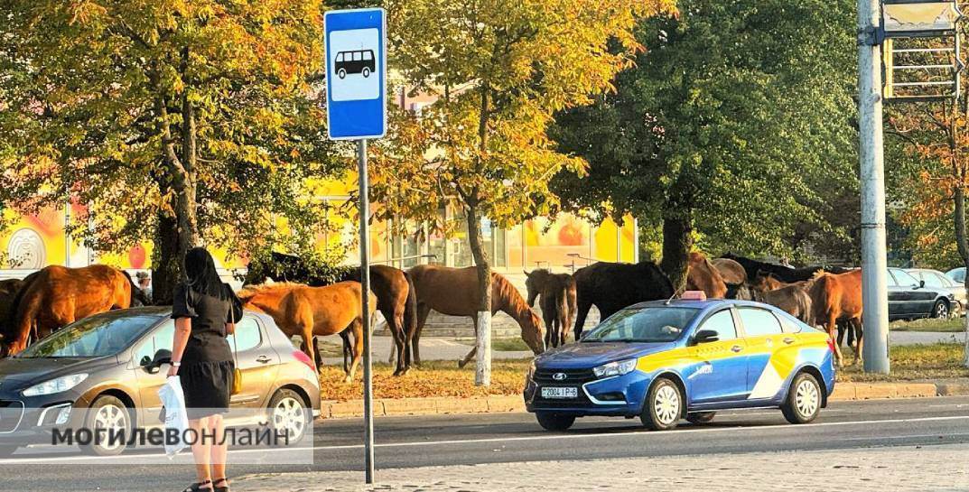 Живописное утро: по Могилеву снова разгуливает табун лошадей