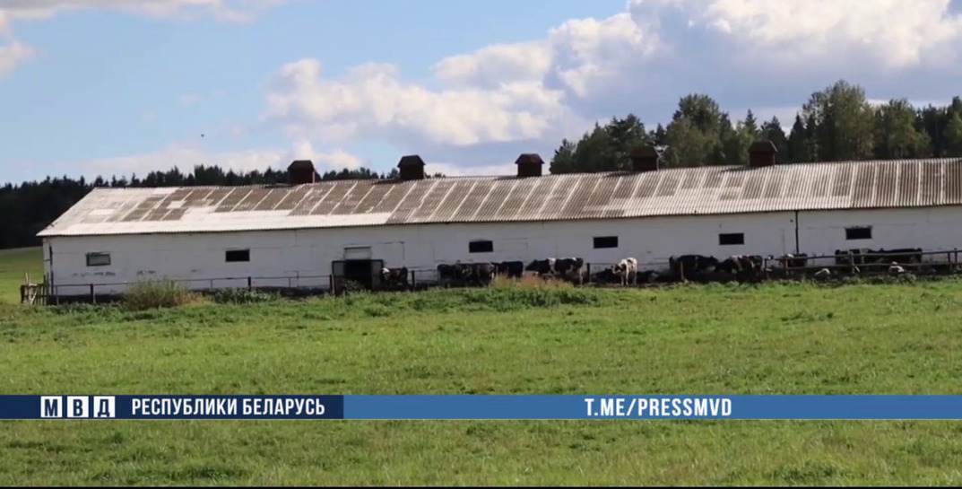 В хозяйстве Могилевского района падеж скота прикрывали фальсификацией документов — ущерб составил более 120 тысяч рублей