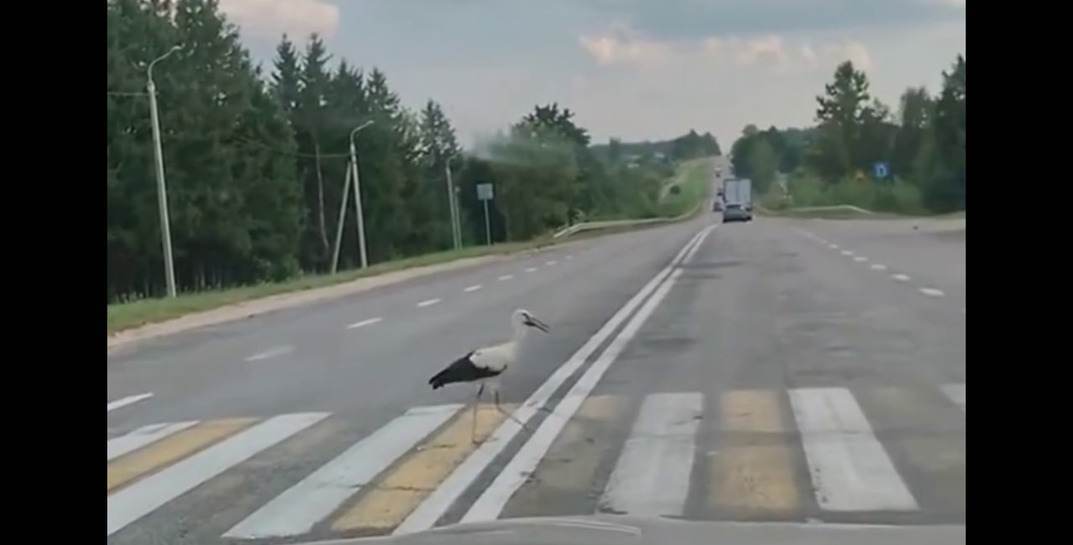 В Могилевской области водитель снял, как аист переходит дорогу по «зебре»