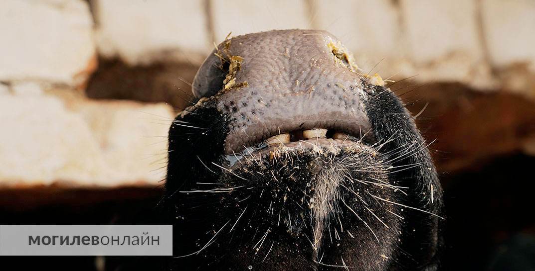 Впечатлительным лучше не знать. Главный ветврач фермы в Бобруйском районе сдавал на мясо в РАЙПО умерших коров