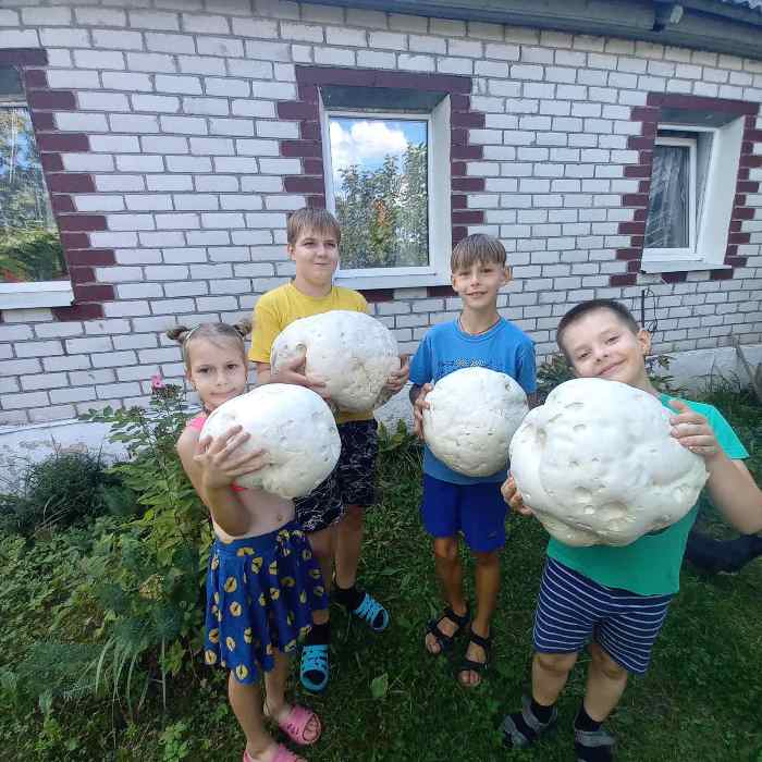 На Сморгонщине в огороде выросли гигантские шампиньоны. Посмотрите на это чудо