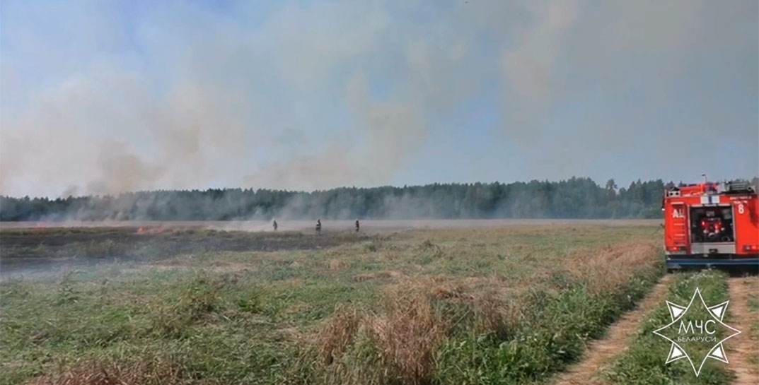 В Могилевском районе загорелась пшеница на поле