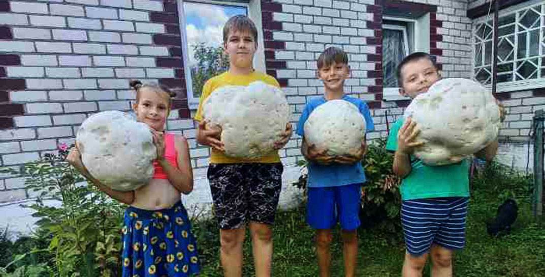 На Сморгонщине в огороде выросли гигантские шампиньоны. Посмотрите на это чудо