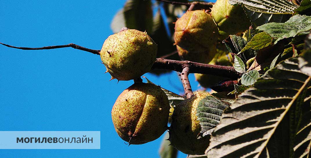 Температура все еще летняя: прогноз погоды на пятницу, 20 сентября