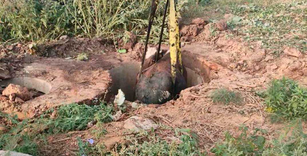 Корова упала в колодец в Костюковичском районе: помогли спасатели