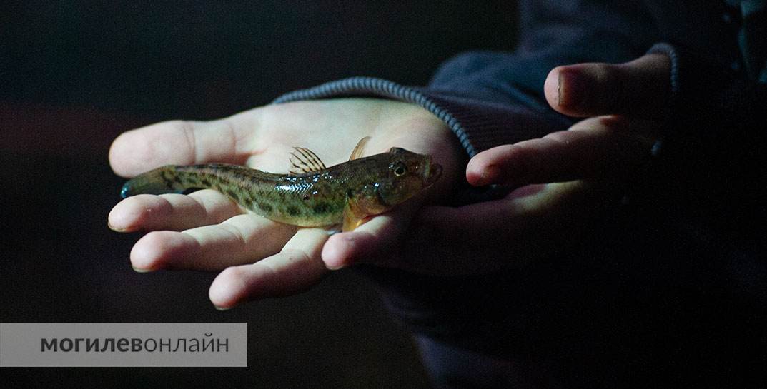 Японские ученые нашли секрет долголетия — это поедание мелкой рыбы целиком